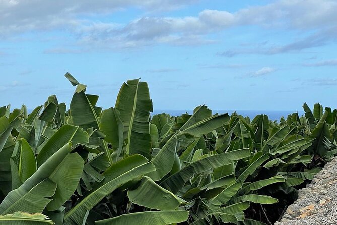 Guided Tour of the Banana World - Highlights of the Banana Plantation