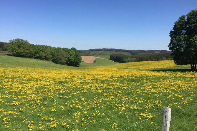 Guided Tour of the Bee Apiary and Honey Tasting in Denée - Key Points