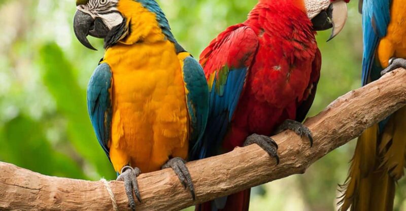 Guided Tour of the Bird Park - Key Points