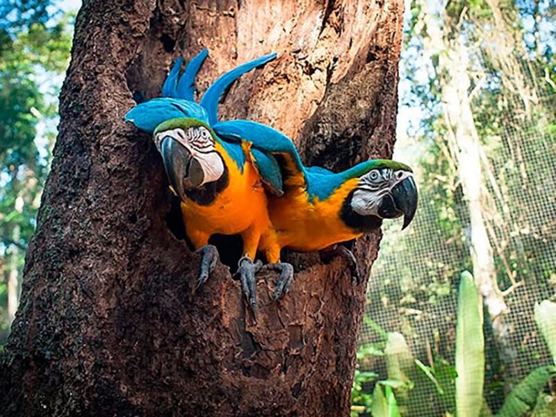 Guided Tour of the Bird Park - Highlights