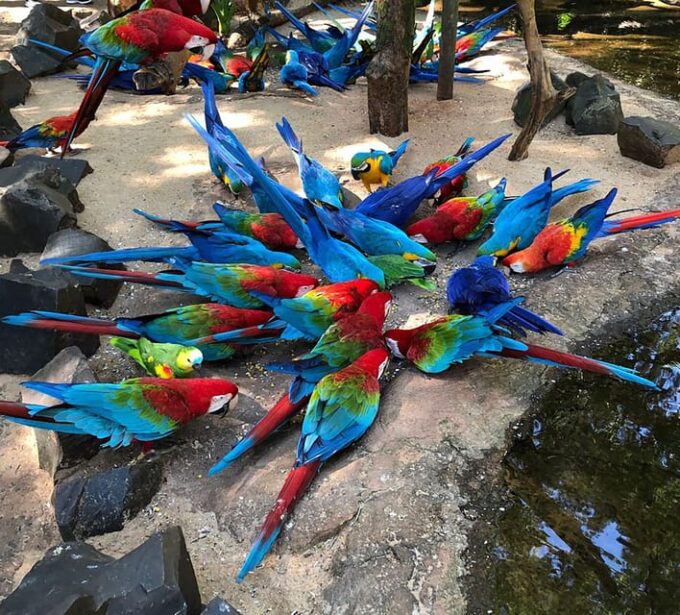 Guided Tour of the Bird Park - Conservation Efforts