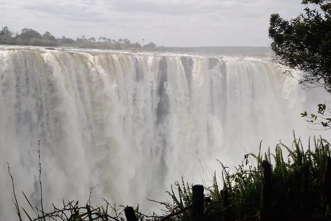 Guided Tour of the Falls - Exploring the Rainforest