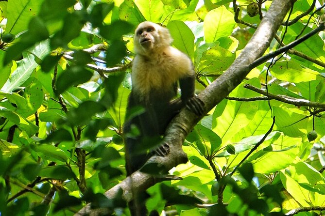Guided Tour of the National Park Manuel Antonio - Customer Reviews