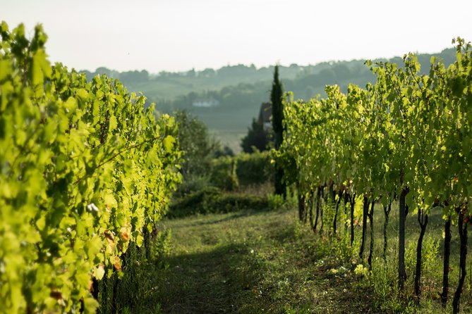 Guided Tour of the Winery in Bertinoro (Forlì-Cesena) With Wine Tasting - Wine Tasting Experience