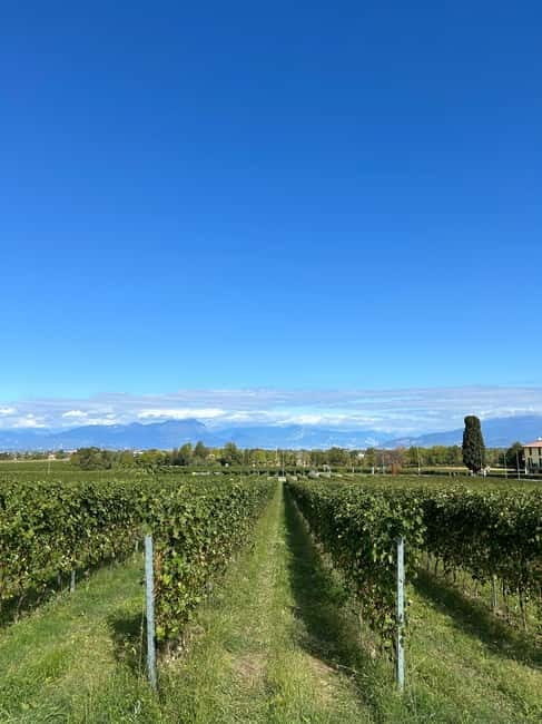 Guided Tour of the Winery With Wine Tasting - Key Points