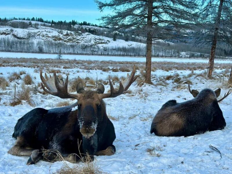 Guided Tour of the Yukon Wildlife Preserve - What to Expect on the Tour