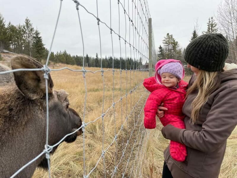 Guided Tour of the Yukon Wildlife Preserve - The Experience from a Traveler’s Perspective