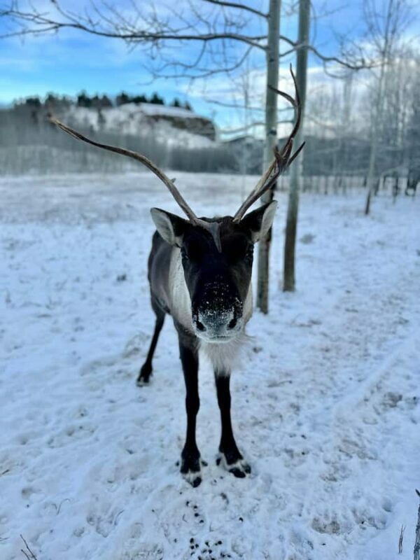 Guided Tour of the Yukon Wildlife Preserve - Who Should Consider This Tour?