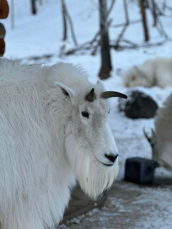 Guided Tour of the Yukon Wildlife Preserve - The Sum Up