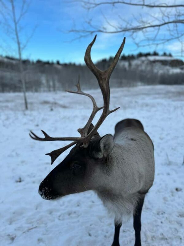 Guided Tour of the Yukon Wildlife Preserve - FAQ