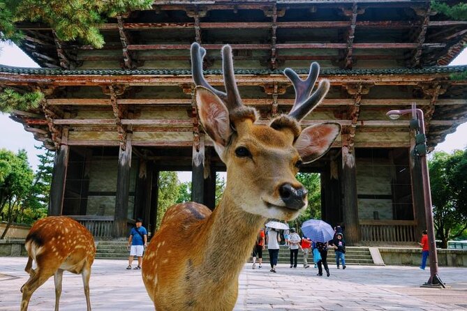 Guided Tour of Todaiji and Nara Park (Guide in English) - Accessibility and Accommodations