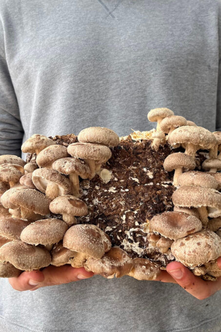 GUIDED TOUR + TASTE IN A MUSHROOM FARM - Customer Feedback and Ratings