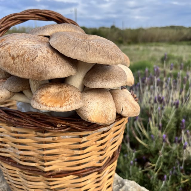 GUIDED TOUR + TASTE IN A MUSHROOM FARM - Frequently Asked Questions