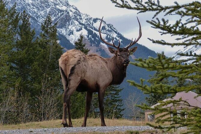 Guided Tour to Banff Highlights & Wildlife With Gondola Admission - Key Points