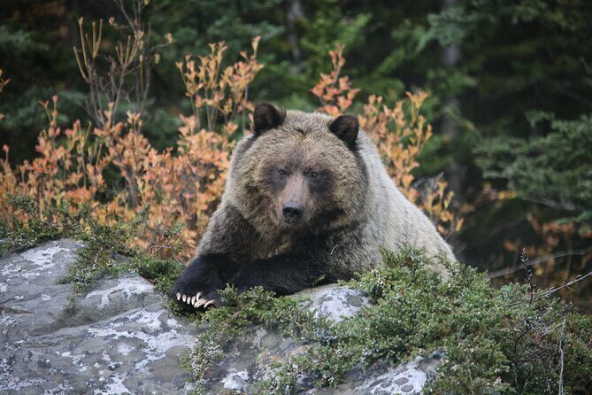 Guided Tour to Banff Highlights & Wildlife With Gondola Admission - A Closer Look at the Tour Itinerary