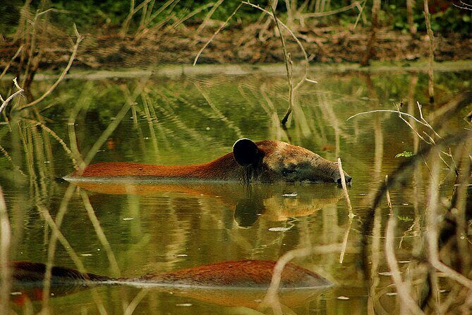 Guided Tour to Calakmul and Jungle Trail | From Bacalar. - Frequently Asked Questions