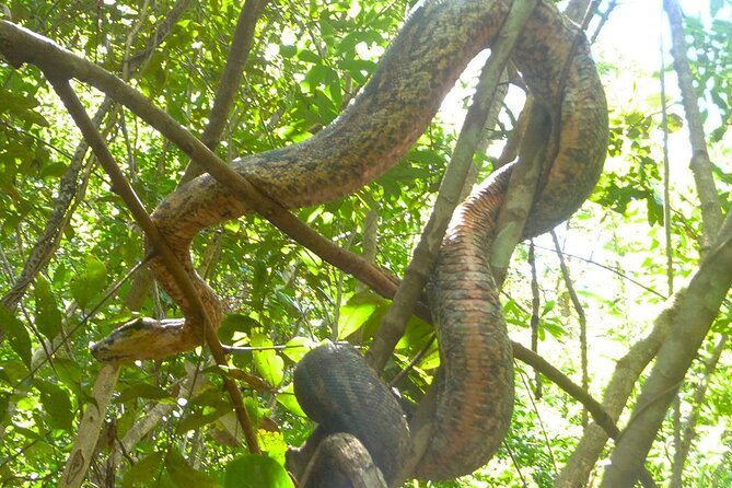 Guided Tour to Lokobe Natural Park - Key Points