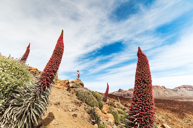 Guided Tour to Teide National Park in Tenerife - Accessibility