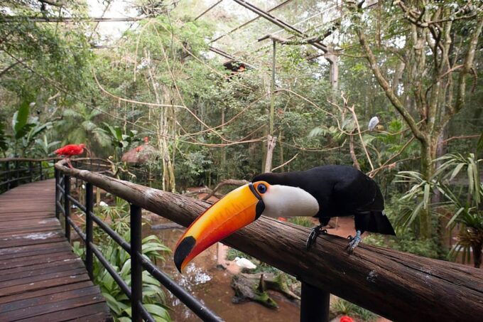 Guided Tour to the Bird Park - VIP Tour - Important Considerations