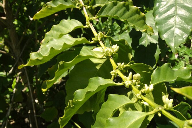 Guided Tour to the Only Coffee Farm in Europe - Meeting and End Points