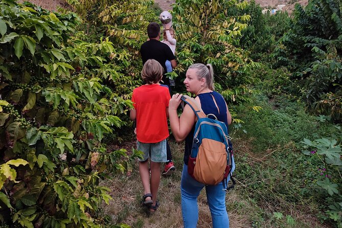 Guided Tour to the Only Coffee Farm in Europe - Weather Considerations