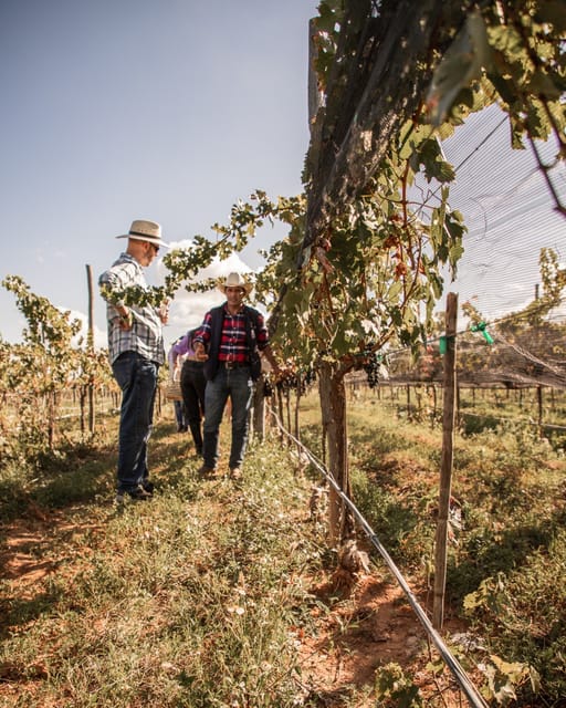 Guided Tour With Tasting at Viñedo Los Arcángeles - Key Points