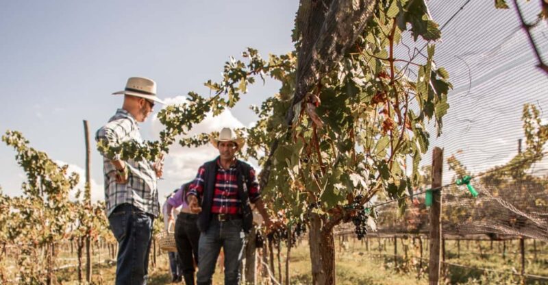 Guided Tour With Tasting at Viñedo Los Arcángeles - Booking Information