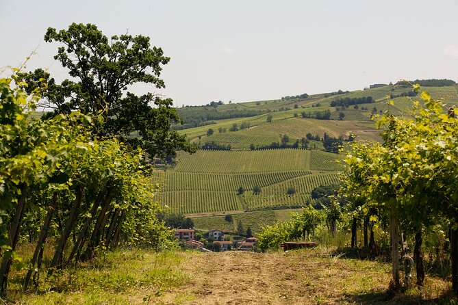 Guided Tour With Tasting - Tasting Local Wines and Pairings