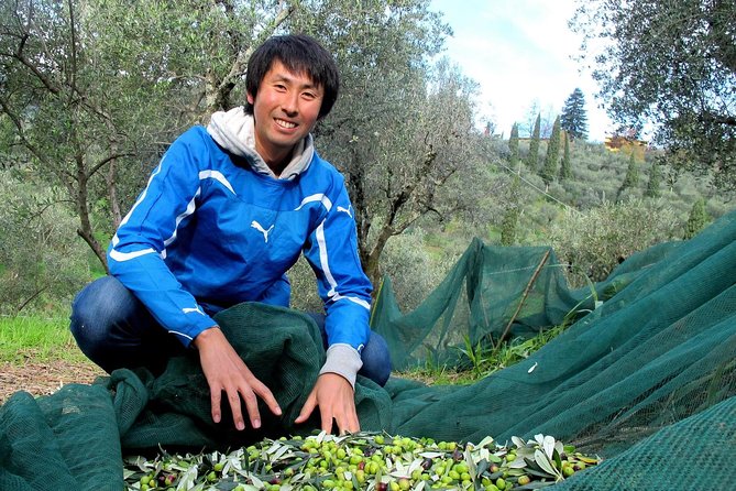 Guided Tours of the Olive Grove With Oil Tasting. - Olive Oil Tasting Experience