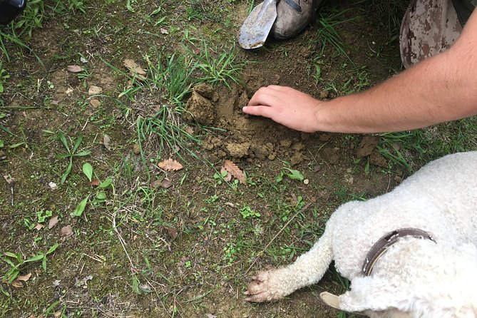 Guided Truffle Hunt Istria - The Importance of Truffle Hunters Expertise