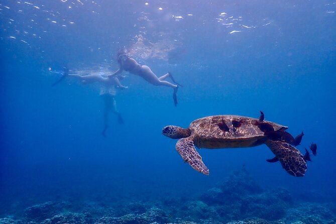 Guided Turtle Town Snorkeling Tour With Underwater Photos Makena - Meeting Point and Parking