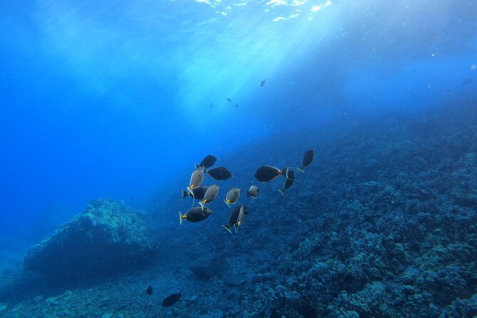 Guided Turtle Town Snorkeling Tour With Underwater Photos Makena - Tour Accessibility and Restrictions