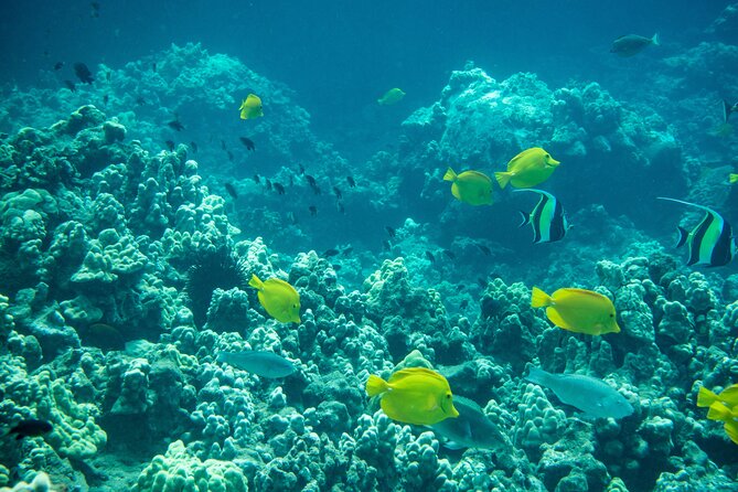 Guided Turtle Town Snorkeling Tour With Underwater Photos Makena - Age and Group Size Requirements