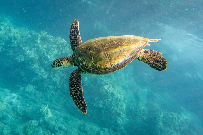 Guided Turtle Town Snorkeling Tour With Underwater Photos Makena - Cancellation Policy