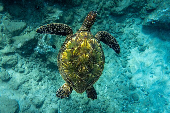 Guided Turtle Town Snorkeling Tour With Underwater Photos Makena - Booking and Availability