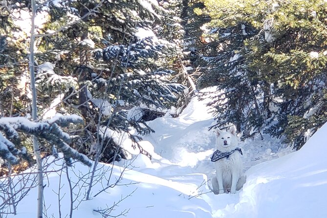 Guided Uinta Forest 3-Mile Hike W/Fire + Lunch/Charcuterie Stop - Stunning Uinta Forest Scenery