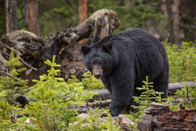 Guided Upper Loop of Yellowstone Tour From Cody, WY - Tour Duration and Group Size
