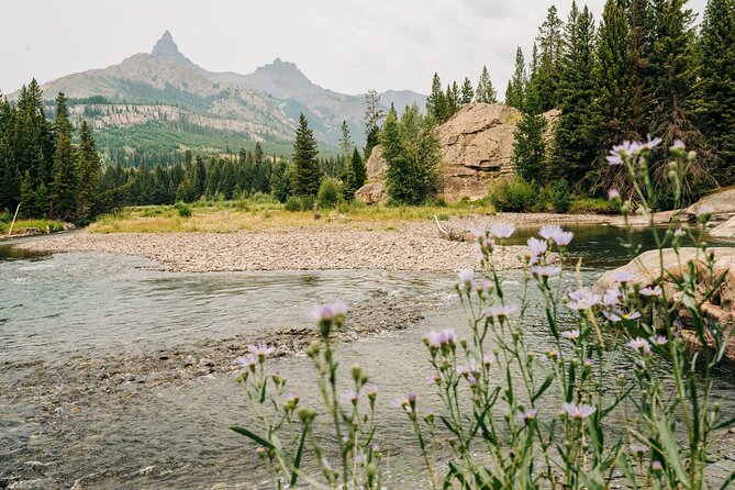 Guided Upper Loop of Yellowstone Tour From Cody, WY - Highlight: Lamar Valley