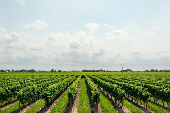 Guided Vineyard Tour With Wine Tasting in Saint-Émilion - Highlights of the Experience
