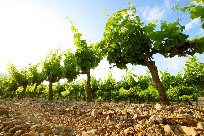 Guided Visit of Château L'hospitalet With Wine Tasting - Transportation and Meeting Point