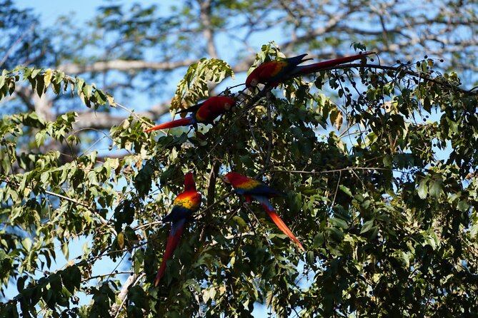 Guided Visit to Carara National Park (Ticket Included) - Wildlife Sightings
