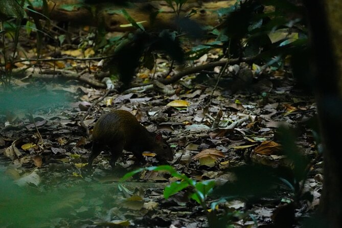 Guided Visit to Carara National Park (Ticket Included) - Recommended Experiences