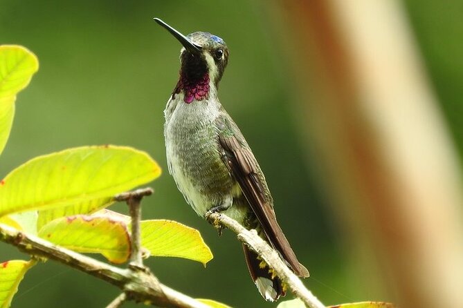 Guided Visit to Manuel Antonio National Park - Meeting and End Points