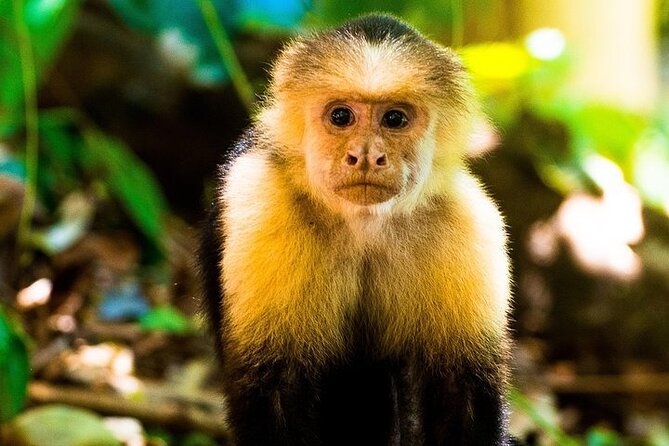 Guided Visit to Manuel Antonio National Park - Reviews and Feedback