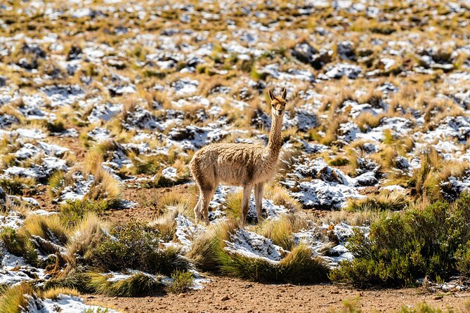 Guided Visit to Tatio Geyser With Geyser Blanco Hot Springs - Review Highlights