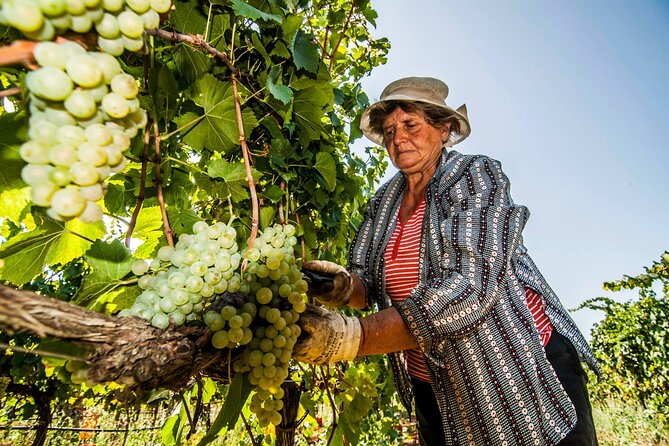 Guided Visit to the Vineyard With Wine Tasting - Accessibility and Participation