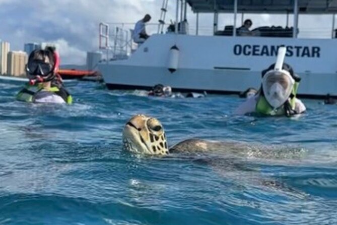 Guided Waikiki Turtle Snorkeling With FREE Pick-Up - Key Points