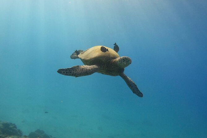 Guided Waikiki Turtle Snorkeling With FREE Pick-Up - Meeting Point and Pickup Details