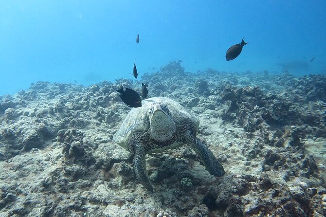 Guided Waikiki Turtle Snorkeling With FREE Pick-Up - Health and Safety Guidelines to Consider