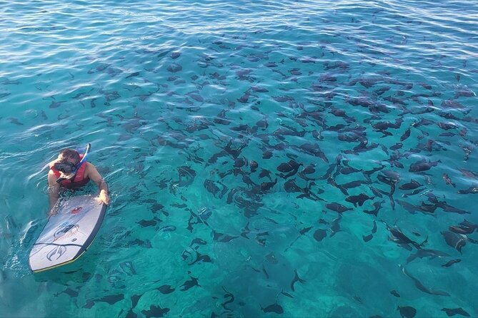 Guided Waikiki Turtle Snorkeling With FREE Pick-Up - Frequently Asked Questions